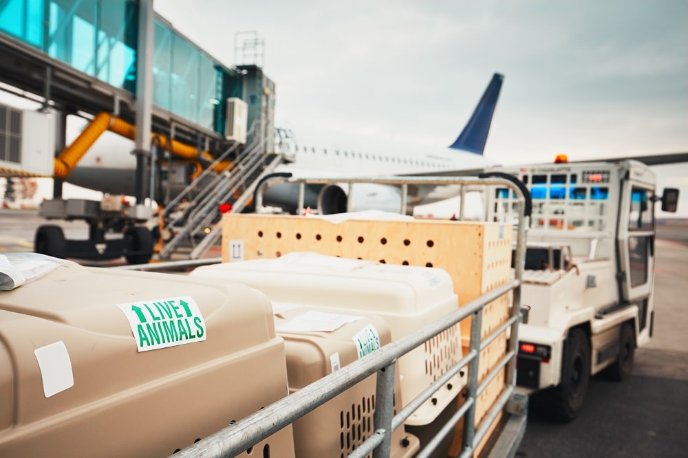 Airport Pet Delivery