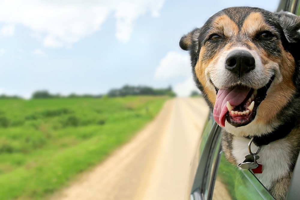 Dog on the road traveling